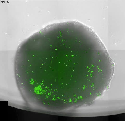 Organoid 3, raw imaging